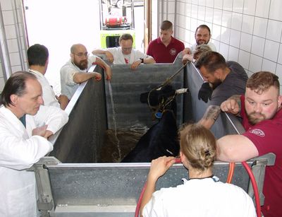 Mitarbeiter stehen um einen Metallkasten, welcher mit Wasser gefüllt wird und in dem sich ein Rind befindet