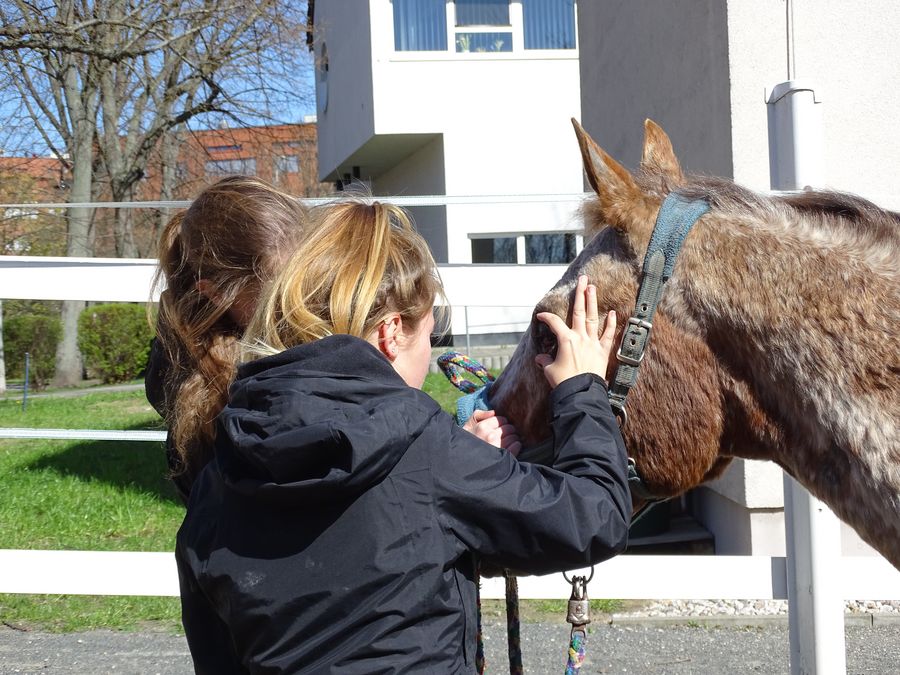 zur Vergrößerungsansicht des Bildes: Studierende bei der Augenuntersuchung am Pferd
