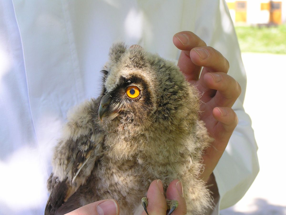 enlarge the image: Long-eared owl being treated for a skin injury