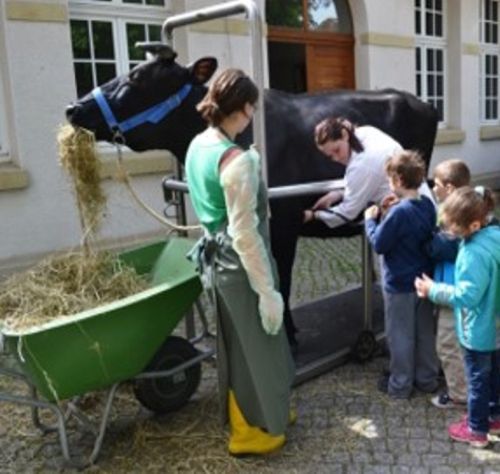 zur Vergrößerungsansicht des Bildes: Eine Kuh zum Anfassen, Foto: Franziska Wagner