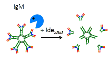 IgM-Protease IdeSsuis, Grafik: Christoph Baums zur Vergrößerungsansicht des Bildes:
