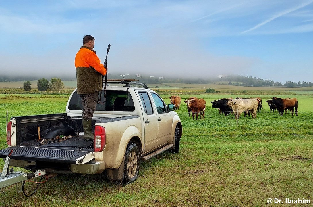 zur Vergrößerungsansicht des Bildes: Sachkundiger Schütze auf Fahrzeug bei Vorbereitung zum Kugelschuss auf der Weide, Foto: Dr. Veronika Ibrahim