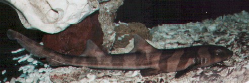 Braungebänderter Bambushai, Foto: VPCI, AG Einspanier enlarge the image: