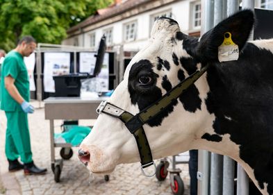 Beim 11. Leipziger Tierärztekongress spielen moderne Diagnostik- und Behandlungsmethoden eine wichtige Rolle. Hier befindet sich Kuh Elfriede in einem innovativen Behandlungsstand. Gleich wird sie auf das Bovines-Herpesvirus getestet. Beim 11. Leipziger Tierärztekongress spielen moderne Diagnostik- und Behandlungsmethoden eine wichtige Rolle. Hier befindet sich Kuh Elfriede in einem innovativen Behandlungsstand. Gleich wird sie auf das Bovines-Herpesvirus getestet.