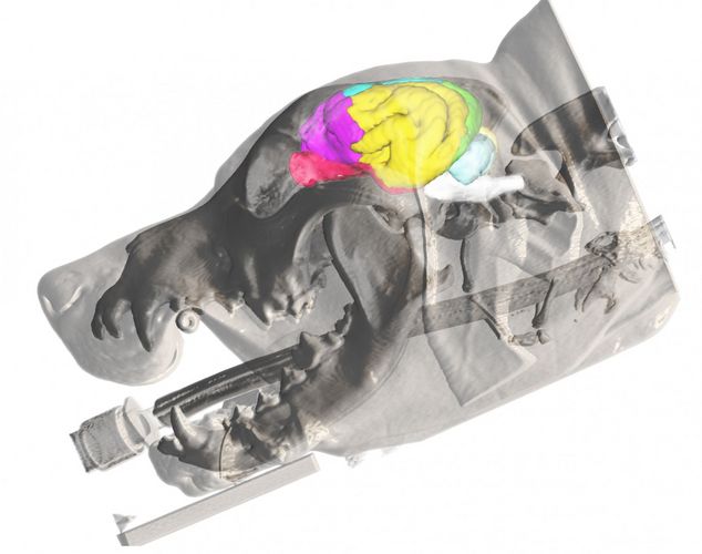Illustration der Lage verschiedener Gehirnareale im Hund: 3-Dimensionale Rekonstruktion der Haut und des Knochens aus dem MRT eines Beagles und die Projektion des Gehirnatlas. Die verschiedenen Gehirnareale sind farblich unterschiedlich markiert. Anhand von Rechenmodellen können diese nun lokalisiert und quantifiziert werden.