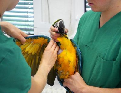 Ein Papagei wird von zwei Ärzten an den Flügeln gehalten und untersucht.
