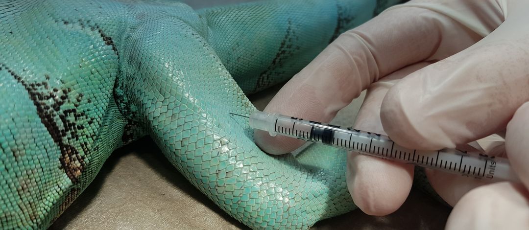 Eine Injektion in den Muskel bei einem Grünen Leguan wird gezeigt