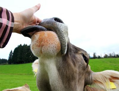 Eine Kuh leckt die Hand einer Frau. Foto: Astrid Gast / Colourbox