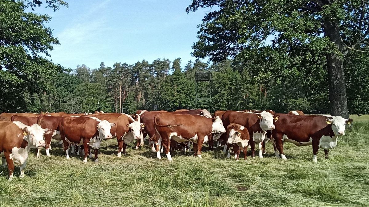 Rinder mit rot-weißem Fell stehen auf der Weide