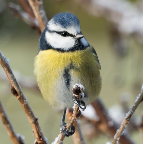 Darstellung einer Blaumeise in einer Weide.