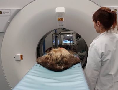 Faultier wird in modernem Computer-Tomographen untersucht