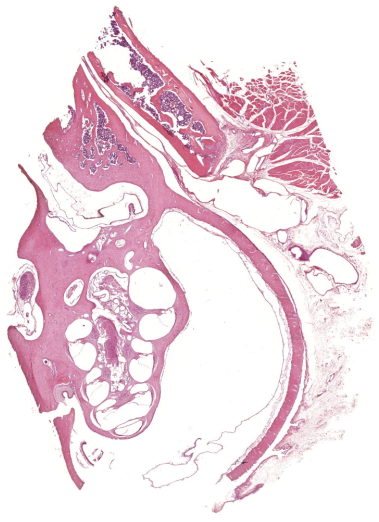 Cochlea beim Meerschweinchen: So sieht das Innenohr von "Innen" aus, definitiv ein Must-Have für die Sinne. Quelle: cuvm.uni-leipzig.de