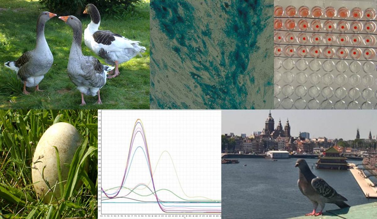 enlarge the image: Darstellung verschiedener Vögel und Untersuchungsergebnisse