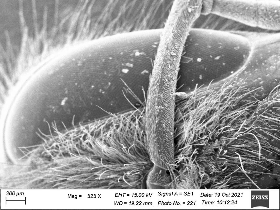 REM-Bild einer Biene im Hochvakuum. Probe CPD getrocknet und besputtert. Foto: Dr. Reinert