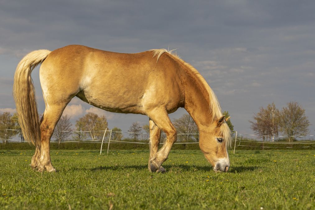 zur Vergrößerungsansicht des Bildes: Eine Haflinger Stute beim Grasen auf einer unserer Weiden, Foto: Dr. Peter Kastner