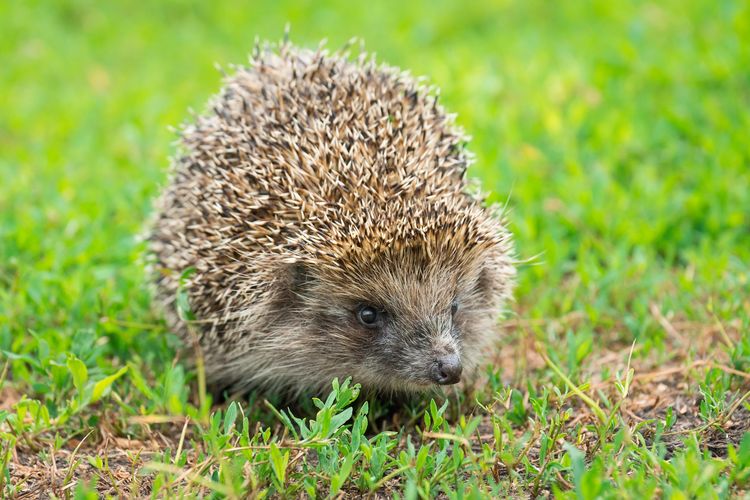 Einheimischer Igel im Gras