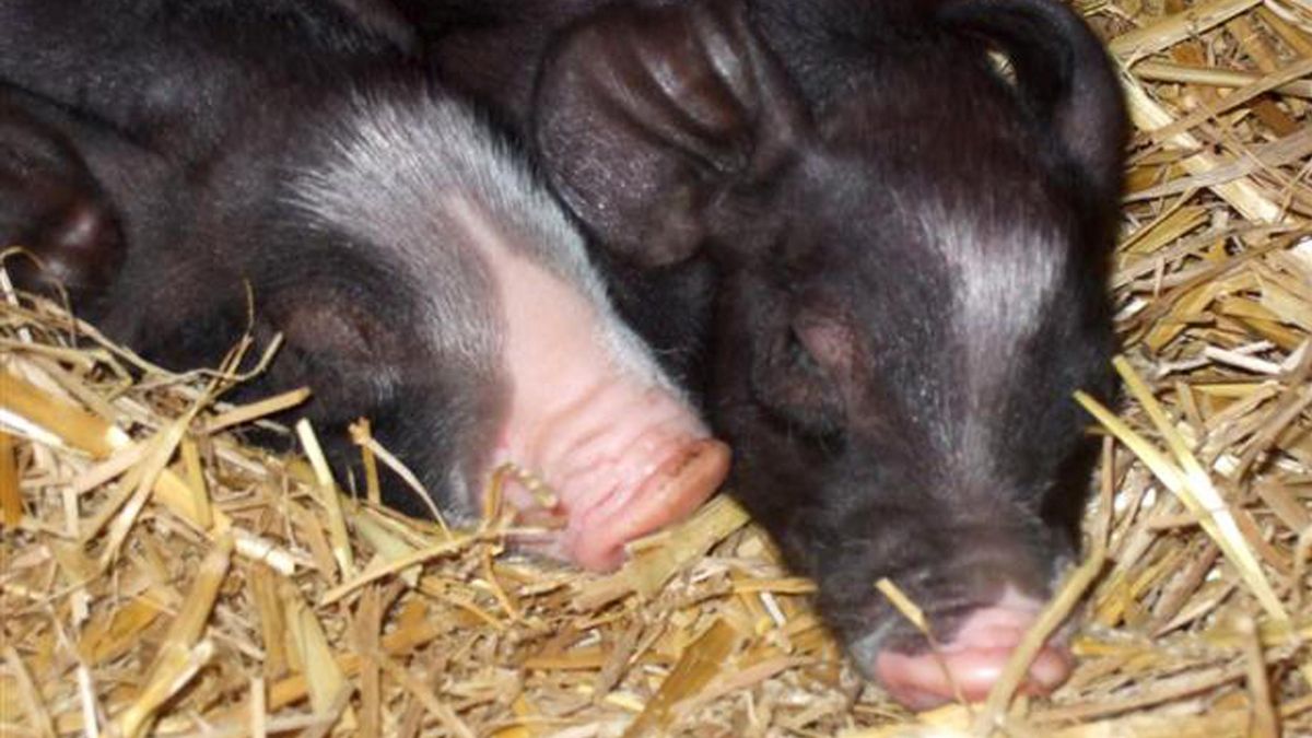 zur Vergrößerungsansicht des Bildes: schlafende, bunte Ferkel auf Stroh