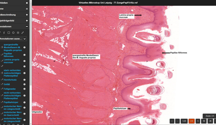 Am Beispiel der Katzenzunge lassen sich mit Hilfe von Annotationen spezifische Zellen und Gewebestrukturen lokalisieren. Quelle: cuvm.uni-leipzig.de