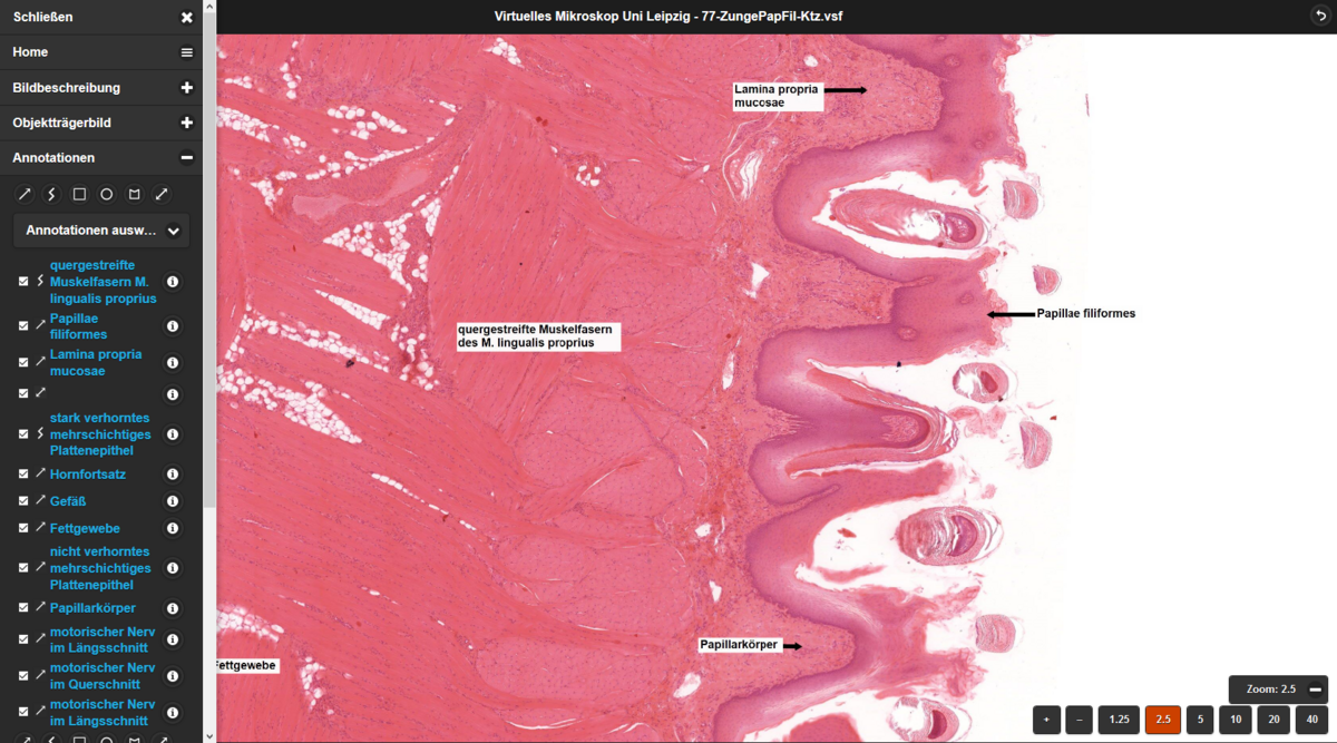 zur Vergrößerungsansicht des Bildes: Am Beispiel der Katzenzunge lassen sich mit Hilfe von Annotationen spezifische Zellen und Gewebestrukturen lokalisieren. Quelle: cuvm.uni-leipzig.de