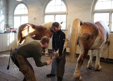 Schmiede am Pferd