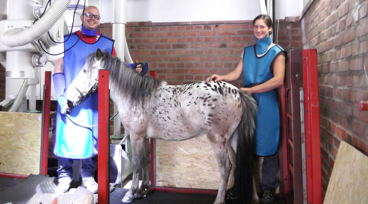 Der Pony-Proband wird zur Untersuchung in der FluoKin-Anlage vorbereitet. Foto: Sandra Geiger