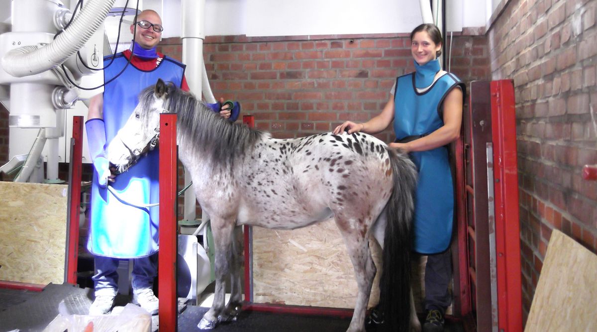 zur Vergrößerungsansicht des Bildes: Der Pony-Proband wird zur Untersuchung in der FluoKin-Anlage vorbereitet. Foto: Sandra Geiger