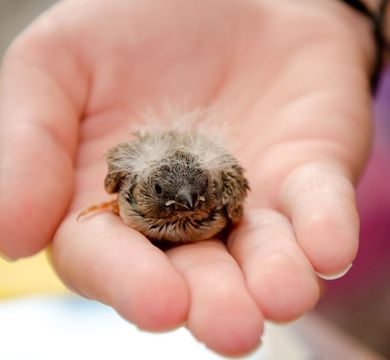Das Netzwerk will dafür sorgen, dass verletzte und verunfallte Wildtiere besser versorgt werden.