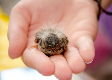 Das Netzwerk will dafür sorgen, dass verletzte und verunfallte Wildtiere besser versorgt werden.