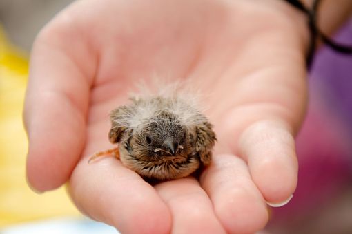 Das Netzwerk will dafür sorgen, dass verletzte und verunfallte Wildtiere besser versorgt werden.
