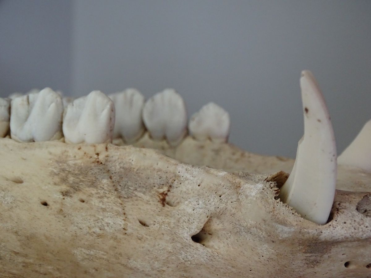 enlarge the image: close-up of the mandible bone of a pig