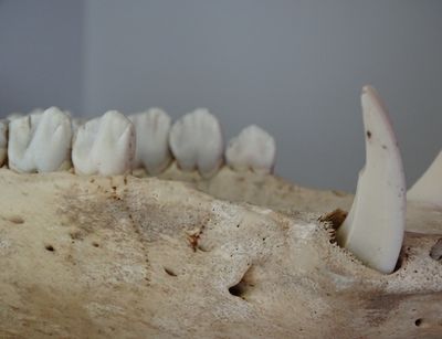 close-up of the mandible bone of a pig