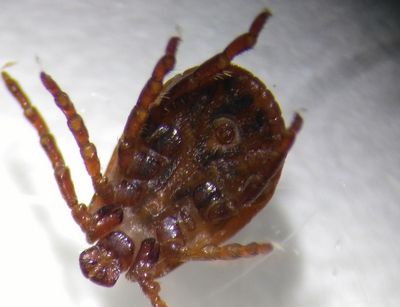 tick under microscope, photo:Institute for Animal Hygiene and Public Veterinary Services