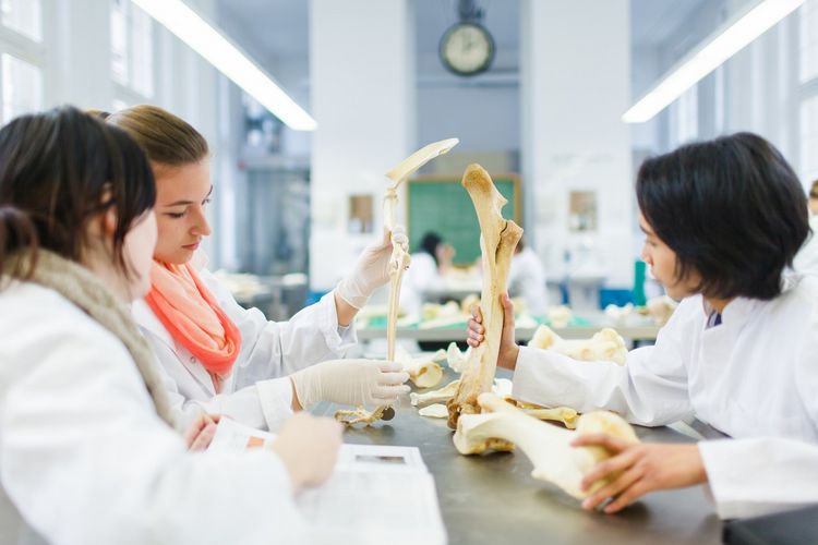 Studierende in weißen Kitteln halten Knochen in den Händen und tauschen sich darüber aus, Foto: Christian Hüller