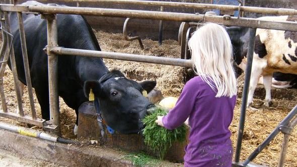 Kind füttert Kuh