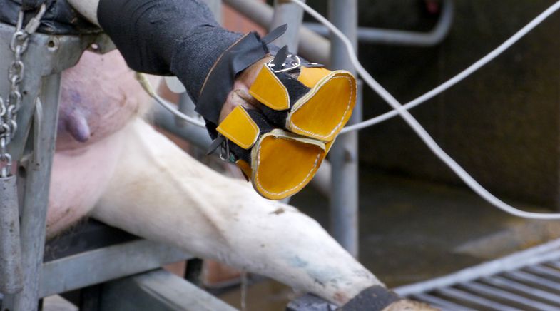 Für Forschungsprojekt KlauSens wird am Veterinär-Anatomischen Institut die detaillierte Druckverteilung an der Rinderklaue zur Förderung nachhaltiger Klauengesundheit ermittelt. Foto: Dr. Sarah Grund