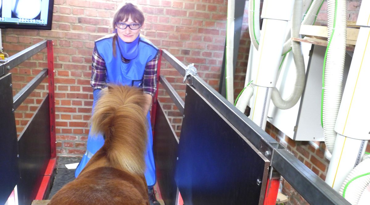 zur Vergrößerungsansicht des Bildes: Franziska Wagner bei der Untersuchung zur Dehnung der equinen Oberflächlichen Beugesehne (OBS). Foto: Jovana Kuhlmann