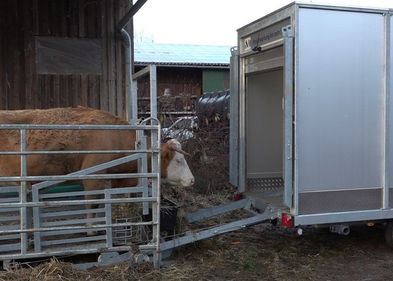 Mobiles, hofnahes Schlachten liegt im Trend, vor allem aus Gründen des Tierwohls.