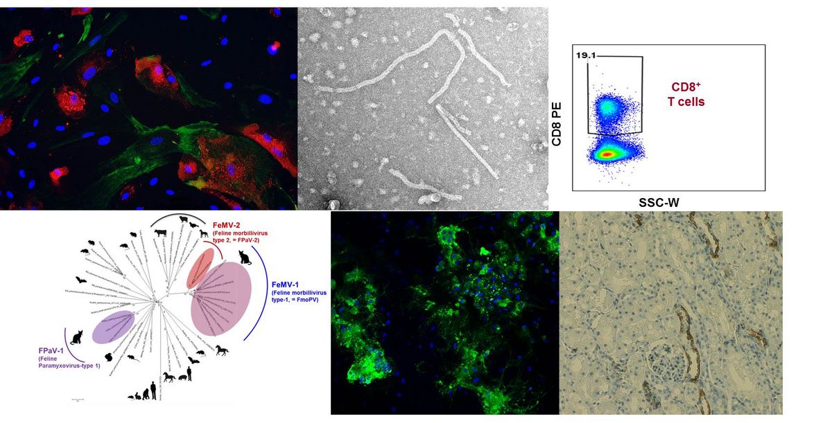 zur Vergrößerungsansicht des Bildes: Dargestellt sind verschiedene Forschungsergebnisse im Rahmen der Forschung an felinen Paramyxoviren