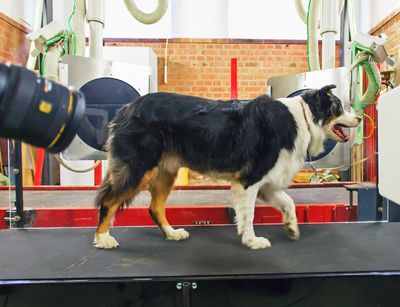 Leipziger Forscher untersuchen die Bewegungsabläufe von Hunden. Hier ist der Border Collie gerade auf dem Laufband der Fluokinanlage unterwegs. Foto: Swen Reichhold