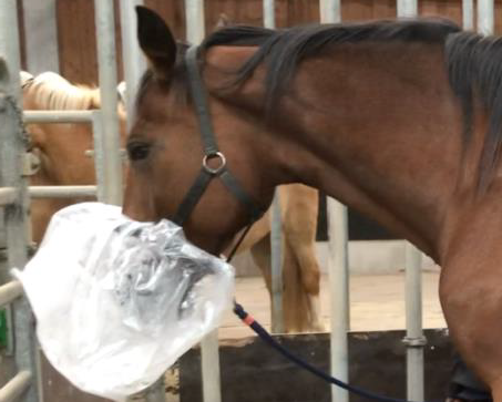 Pferd bei der Fütterung, Foto: Christiane Schnabel