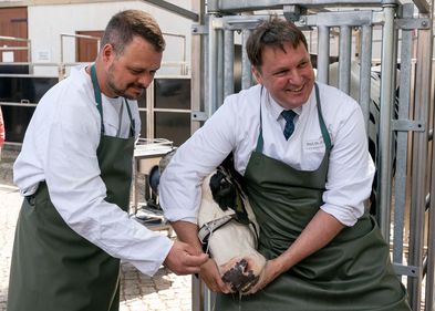 11. Leipziger Tierärztekongress: Prof. Dr. Alexander Starke (rechts) und Dr. Leandro Lipinski nehmen am dem selbst entwickelten Behandlungsstand mit dem Tupfer eine Probe aus der Nase von Kuh Elfriede.