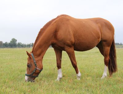 Pferd grast auf Wiese