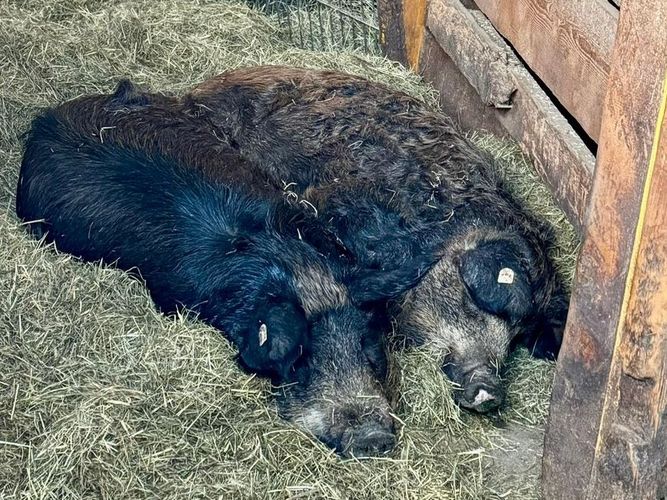 Zwei Schweine im Heu, Foto: Institut für Lebensmittelhygiene