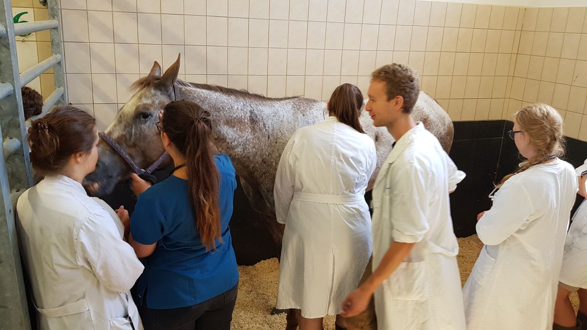 zur Vergrößerungsansicht des Bildes: Klinikstunde mit Studierenden am Pferd, Foto: Kerstin Gerlach