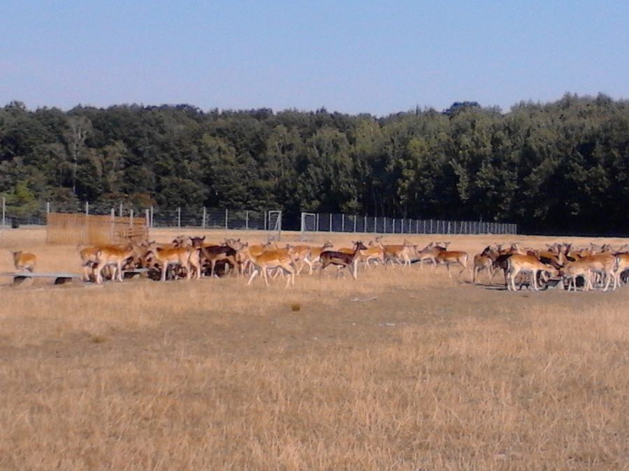 zur Vergrößerungsansicht des Bildes: Damwild