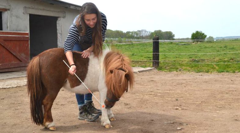 In Vorbereitung auf Röntgenaufnahmen wird Minishetty-Stute Davina von Lisa Borchard mit Hilfe des Targetstabes in die gewünschte Kopf-Hals-Haltungen geführt. Foto: Franziska Wagner