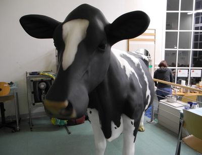 fiber glass holstein cow as life-size model for simulation