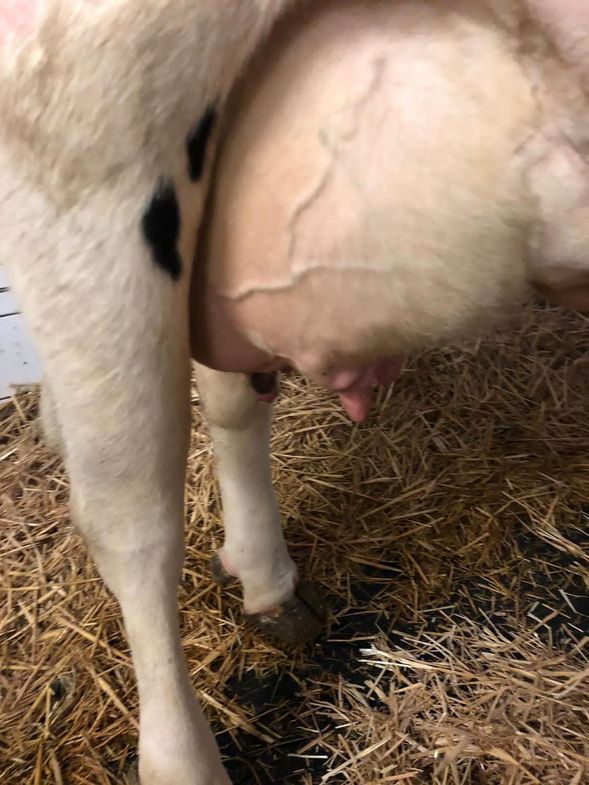 Udder of a healthy cow.