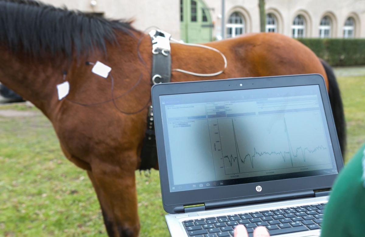 Pferd mit Sensorsystem zur Untersuchung von Tieren