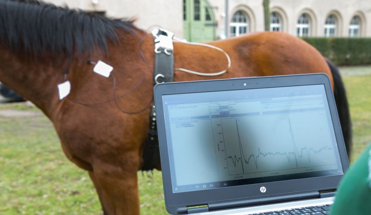 Pferd mit Sensorsystem
